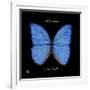 Striking Butterfly I-Ginny Joyner-Framed Art Print