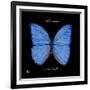 Striking Butterfly I-Ginny Joyner-Framed Art Print