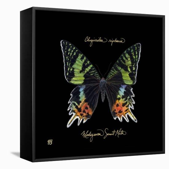 Striking Butterfly II-Ginny Joyner-Framed Stretched Canvas