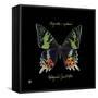 Striking Butterfly II-Ginny Joyner-Framed Stretched Canvas