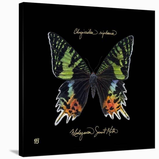 Striking Butterfly II-Ginny Joyner-Stretched Canvas