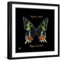 Striking Butterfly II-Ginny Joyner-Framed Art Print