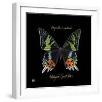 Striking Butterfly II-Ginny Joyner-Framed Art Print