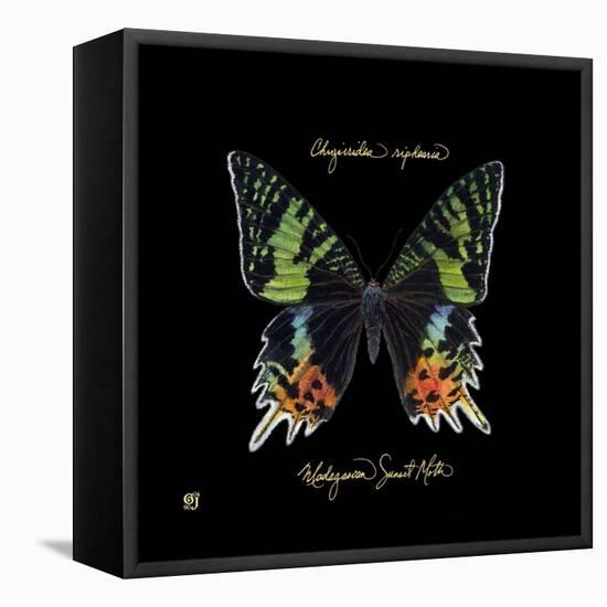 Striking Butterfly II-Ginny Joyner-Framed Stretched Canvas