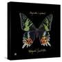 Striking Butterfly II-Ginny Joyner-Stretched Canvas