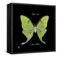 Striking Butterfly IV-Ginny Joyner-Framed Stretched Canvas