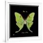Striking Butterfly IV-Ginny Joyner-Framed Art Print