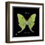 Striking Butterfly IV-Ginny Joyner-Framed Art Print