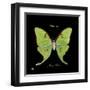 Striking Butterfly IV-Ginny Joyner-Framed Art Print