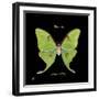 Striking Butterfly IV-Ginny Joyner-Framed Art Print