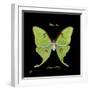 Striking Butterfly IV-Ginny Joyner-Framed Art Print