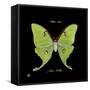 Striking Butterfly IV-Ginny Joyner-Framed Stretched Canvas