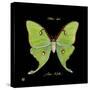 Striking Butterfly IV-Ginny Joyner-Stretched Canvas