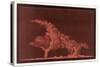 Striking Display of Solar Flares-Littrow Wunder-Stretched Canvas