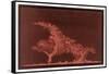 Striking Display of Solar Flares-Littrow Wunder-Framed Stretched Canvas