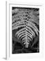 Striking Frond - Flourish-Alan Copson-Framed Giclee Print