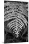 Striking Frond - Flourish-Alan Copson-Mounted Giclee Print