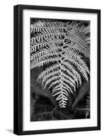 Striking Frond - Flourish-Alan Copson-Framed Giclee Print