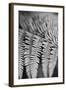 Striking Frond - Grow-Alan Copson-Framed Giclee Print