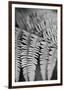 Striking Frond - Grow-Alan Copson-Framed Giclee Print