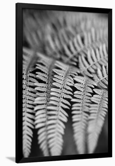 Striking Frond - Grow-Alan Copson-Framed Giclee Print