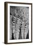 Striking Frond - Grow-Alan Copson-Framed Giclee Print