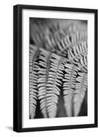 Striking Frond - Grow-Alan Copson-Framed Giclee Print