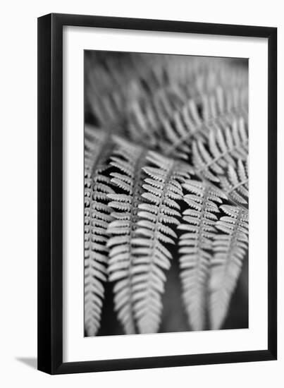 Striking Frond - Grow-Alan Copson-Framed Giclee Print