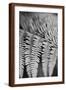Striking Frond - Grow-Alan Copson-Framed Giclee Print