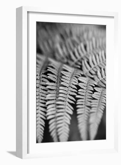 Striking Frond - Grow-Alan Copson-Framed Giclee Print