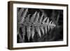 Striking Frond - Thrive-Alan Copson-Framed Giclee Print