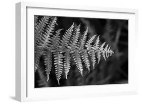 Striking Frond - Thrive-Alan Copson-Framed Giclee Print