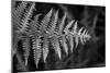 Striking Frond - Thrive-Alan Copson-Mounted Giclee Print