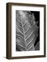 Striking Leaf II-Renée Stramel-Framed Photographic Print