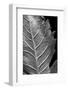 Striking Leaf II-Renée Stramel-Framed Photographic Print