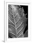 Striking Leaf II-Renée Stramel-Framed Photographic Print