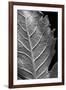 Striking Leaf II-Renée Stramel-Framed Photographic Print