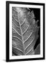 Striking Leaf II-Renée Stramel-Framed Photographic Print