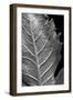 Striking Leaf II-Renée Stramel-Framed Photographic Print