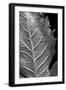 Striking Leaf II-Renée Stramel-Framed Photographic Print