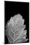 Striking Leaf III-Renée Stramel-Mounted Photographic Print