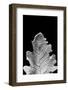 Striking Leaf IV-Renée Stramel-Framed Photographic Print