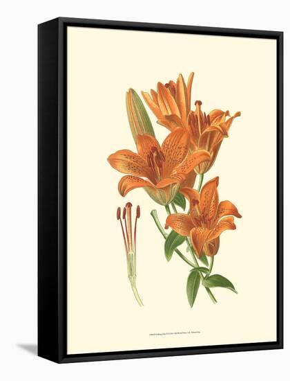 Striking Lilies II-Edward Step-Framed Stretched Canvas