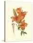 Striking Lilies II-Edward Step-Stretched Canvas