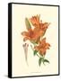 Striking Lilies II-Edward Step-Framed Stretched Canvas