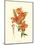 Striking Lilies II-Edward Step-Mounted Art Print