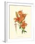 Striking Lilies II-Edward Step-Framed Art Print