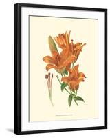 Striking Lilies II-Edward Step-Framed Art Print