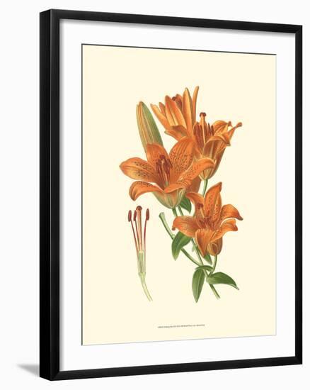 Striking Lilies II-Edward Step-Framed Art Print