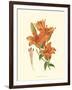 Striking Lilies II-Edward Step-Framed Art Print